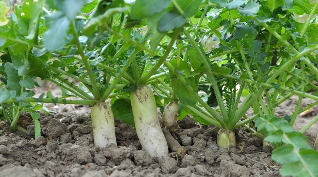 女子長期吃不含碘的玫瑰鹽，又狂嗑醃蘿蔔，導致甲狀腺功能低下症。（示意圖，Shutterstock／達志）