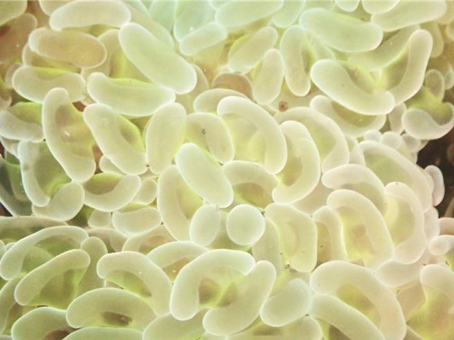 透过公民科学家的纪录，在潮境保育区发现了肾型真叶珊瑚、矛形岩瓷蟹等罕见物种。（基隆市政府提供／张志康基隆传真）