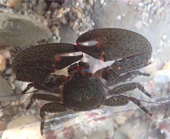 透过公民科学家的纪录，在潮境保育区发现了肾型真叶珊瑚、矛形岩瓷蟹等罕见物种。（基隆市政府提供／张志康基隆传真）