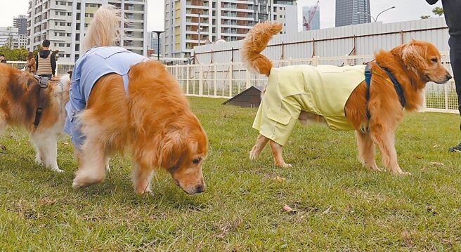 目前市面上仅剩四家产险销售宠物险，且各家优势不同，饲主可针对宠物状况评估。图／本报资料照片