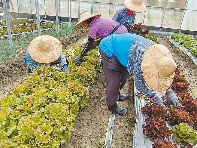 台湾农业长期面临缺工问题。（叶静美摄）