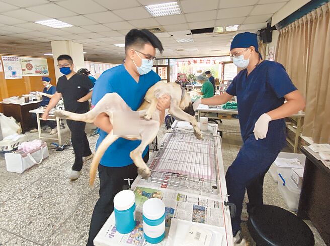 和美镇公所配合彰化县动物防疫所办理免费混种犬猫3合1绝育活动。（孙英哲摄）