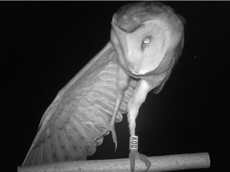 濒危草鸮家族第3代回归！超萌「苹果脸」惊喜现身屏东