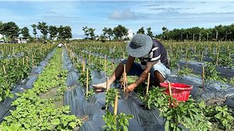 台東辣椒農搶種苗 「康芮」颱風接力報到恐釀斷貨危機