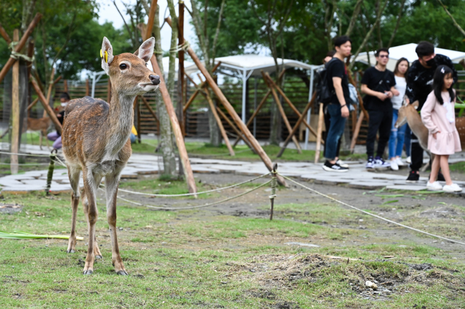 宜兰有不少旅游观光景点，其中「张美阿嬷农场」和「心花鹿Fun」被推爆。（示意图，shutterstock／达志）