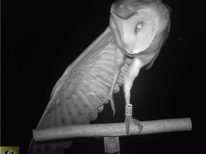 屏东生态给付田区栖架拍摄到草鸮家族第3代草鸮A00，超萌苹果脸曝光。（屏东县政府提供／罗琦文屏东传真）