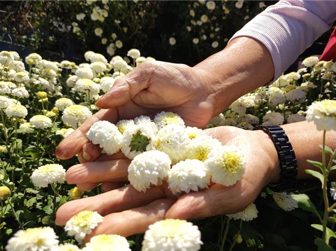 林業保育署新竹分署火炎山生態教育館將帶著大家拜訪銅鑼鄉的「杭菊花田」及通霄鎮的「田鱉．埤塘．谷津田」，通過了解友善環境的農事體驗。（林保署新竹分署提供／謝明俊苗栗傳真）