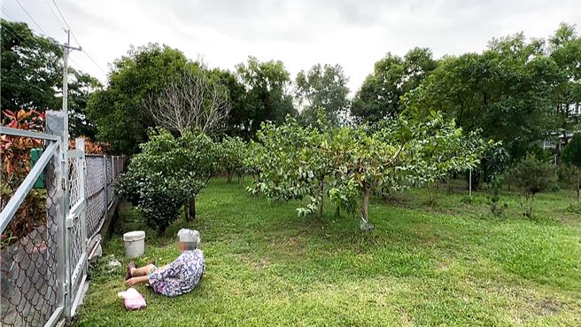 台东市93岁赖姓妇人疑似精神不济加上错乱，受困郊区果园待援。（读者提供／萧嘉蕙台东传真）