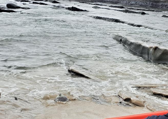 小海龟经过专业医疗照护与復健训练后，重新具备野外生存能力回归大海。（新北市教育局提供）