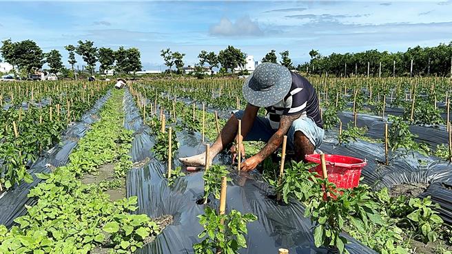 台東市辣椒農趁颱風前夕搶種新苗，確保收成量足以供應市場所需。（蕭嘉蕙攝）