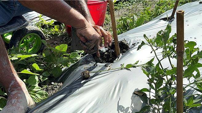 辣椒農手腳俐落補植新的辣椒苗。（蕭嘉蕙攝）