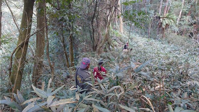 鄒族獵人穿過叢林，徒步至鄒族傳統獵場。(林業署嘉義分署提供／呂妍庭嘉義傳真)