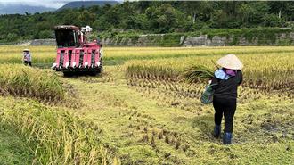 康芮逼近！罕見11月颱風 台東稻農急搶收