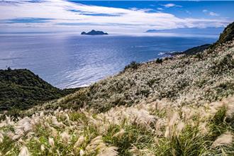 康芮來勢洶洶！草嶺古道芒花季延期 手作體驗也喊卡