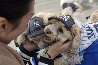 MLB》洋基世界大賽3連敗 美媒批「球隊毫無存在感」