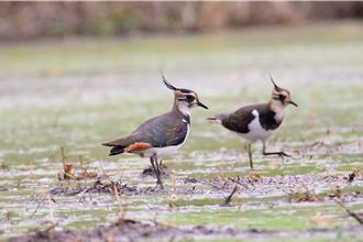 罕見！善化區發現「小辮鴴」 鳥友驚喜連連