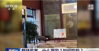 南京野猪泛滥！衝撞高铁致机械师身亡 还闯旅店觅食