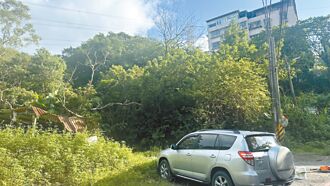 深坑猴群為患 有人餵養趕不走