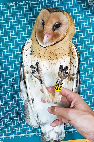 保育有成 草鸮第3代回归屏东