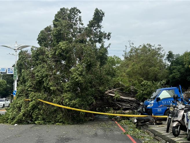 山陀儿颱风来袭导致高雄多数路树倒塌。（本报资料照）