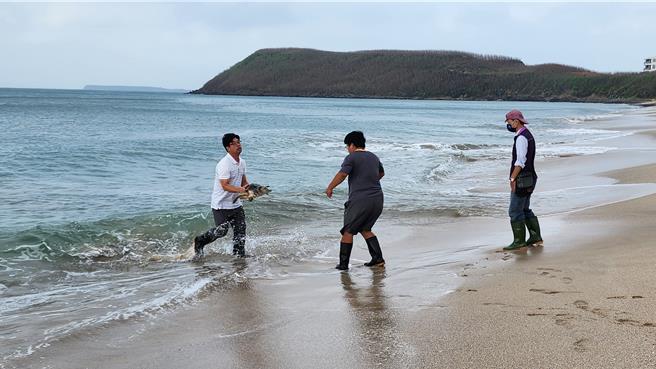 澎湖29日在馬公市嵵裡沙灘野放4頭救護收容的海龜，其中一頭欖蠵龜還回頭，由保育人員再帶回收容。（許逸民攝）