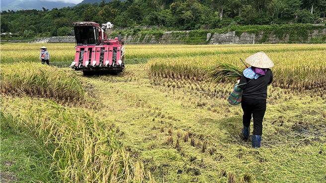台東稻農趁著颱風康芮到來之前搶收。（蔡旻妤攝）