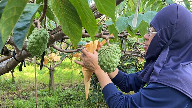 鹿野蔡姓農婦一大早趕往釋迦田，忙著幫鳳梨釋迦套袋以降低風害。（蔡旻妤攝）
