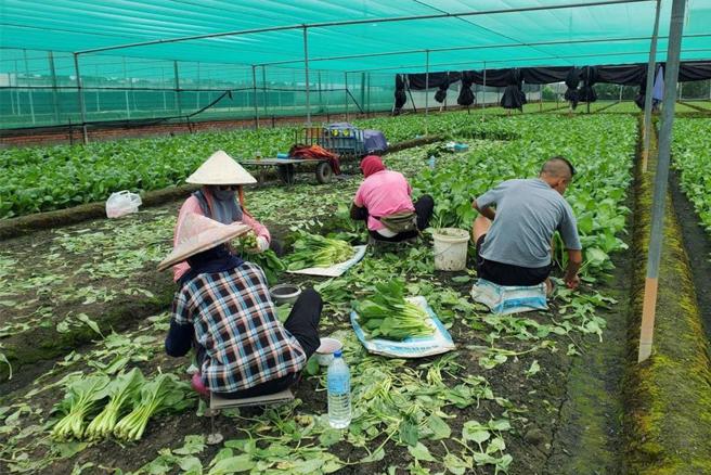 康芮颱风来势汹汹，中央气象署预计最快在29日发布海上颱风警报，许多民眾也纷纷抢购蔬菜。（报系资料照）