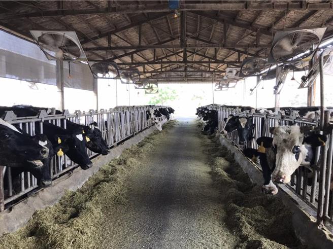 彰化是牛奶生产大县，生产全台近1／4的鲜奶。（资料照／彰县府提供）