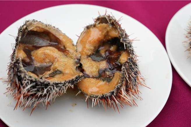 馬糞海膽人工養殖下，生殖腺一樣飽滿。（澎縣府提供／許逸民澎湖傳真）