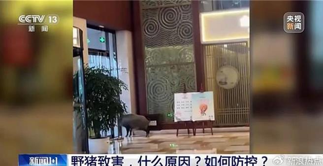 南京野猪泛滥撞高铁致机械师身亡闯旅店觅食。图为27日一头野猪闯进南京一四星级旅店。（大陆央视）