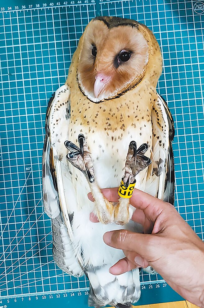 2021年草鸮E8还是巢内准备离巢的幼鸟，2年后在高雄记录到当妈妈了。（屏东县政府提供／罗琦文屏东传真）