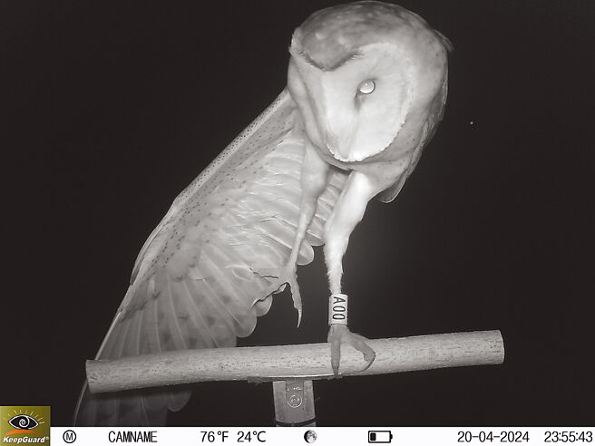 近日屏东生态给付田区栖架拍摄到E8所生的幼鸟A00，超萌苹果脸曝光。（屏东县政府提供／罗琦文屏东传真）