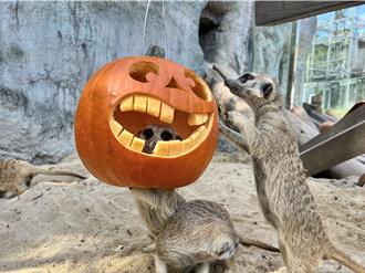 壽山動物園歡度萬聖節 動物嗨吃南瓜餐超萌模樣曝光