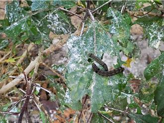 荒地田菁不夠吃 上萬斜紋夜盜蟲入侵斗六社區「求生」