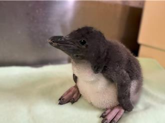 屏東海生館喜迎企鵝寶寶「小山陀」 萌樣曝光如神隱少女煤炭球