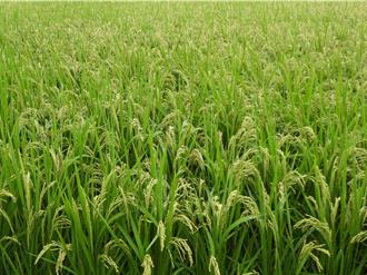 康芮來勢洶洶！花蓮吉安二期稻無法收割 農友嘆：聽天由命