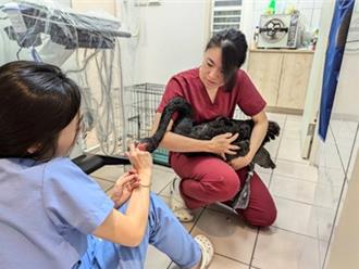 秋紅谷黑天鵝誤食釣鉤！救援6小時無大礙