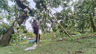 康芮颱风逼近农民抢收酪梨 市场到货量激增价格下跌