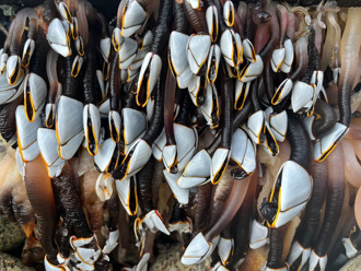 沙灘散步驚見巨型「外星觸手」 專家也嚇傻：從未見過