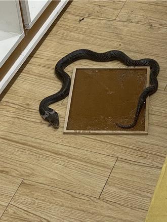 逢甲商圈驚見眼鏡蛇！ 驚心動魄12小時「抓到了」