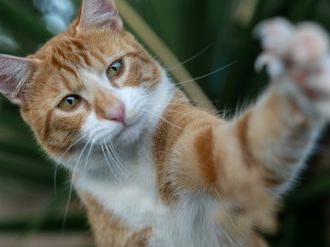 考古學家發現最古老的頑皮貓 1200年的貓爪印留在陶片上 