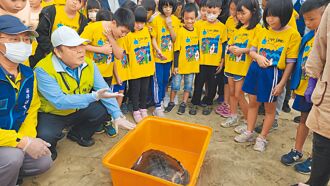 澎湖 近海情怯 野放欖蠵龜不想走