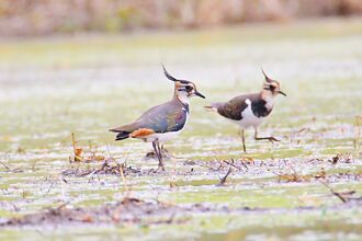 小辮鴴台南善化現蹤 鳥友驚喜