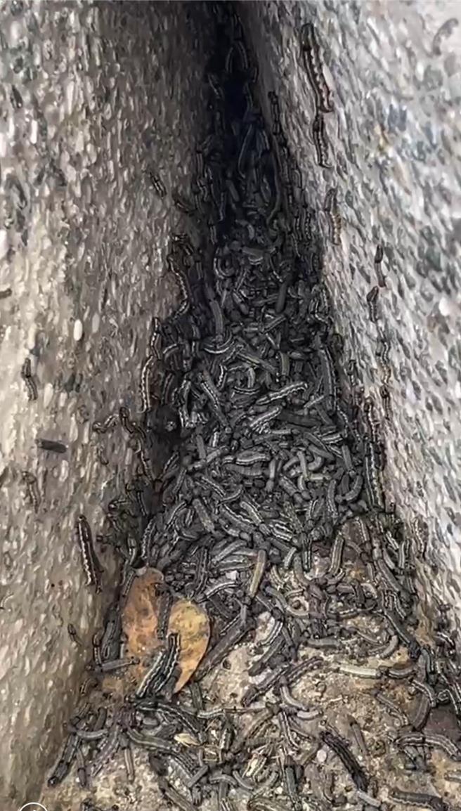 斗六市保庄里绿大地社区被斜纹夜盗虫入侵，墙角塞满虫体。（居民提供）