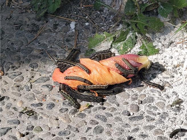 一株扶桑花也被斜纹夜盗虫包围。（周丽兰摄）