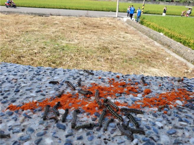 居民今日改洒辣椒粉除虫，但虫虫似乎颇喜欢。（周丽兰摄）