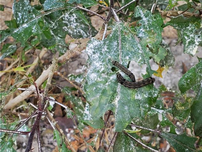 扶桑花的叶子也被啃光。（周丽兰摄）