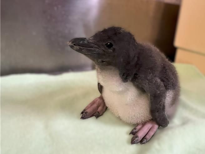 屏东海生馆在山陀儿颱风来袭之际，迎来一只马可罗尼企鹅宝宝，命名为「小山陀」。（海生馆提供／罗琦文屏东传真）