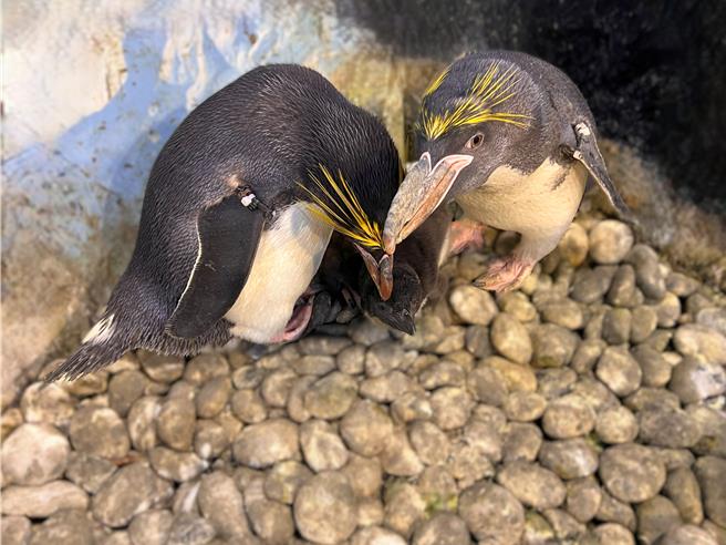 海生馆小山陀全家福。（海生馆提供／罗琦文屏东传真）